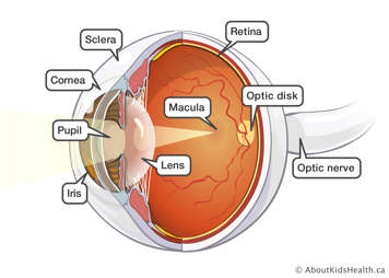 Diagram of parts of the eye: optic nerve, optic desk, retina, macula, lens, iris, pupil, cornea and sclera