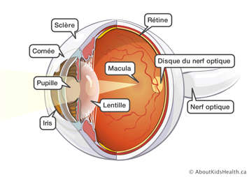 Le nerf optique, le disque du nerf optique, la rétine, la macula, la lentille, l’iris, la pupille, la cornée et la sclère