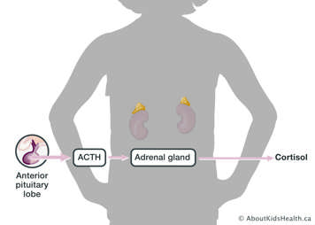 Anterior pituitary lobe produces ACTH which signals adrenal gland to produce cortisol