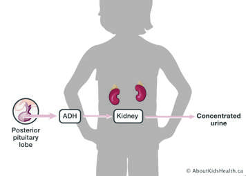 Posterior pituitary lobe produces ADH which signals kidneys to concentrate urine