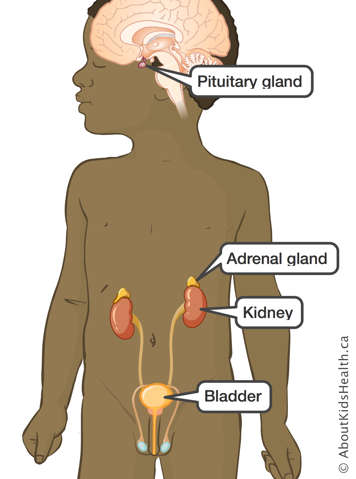 Location of the pituitary gland, adrenal glands, kidneys and bladder in the body labelled