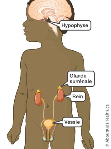 Emplacement de l'hypophyse, des glandes surrénales, des reins et de la vessie avec nomenclature