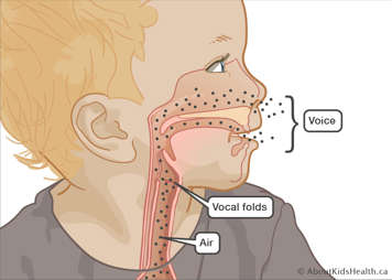 Illustration showing how air passes through the larynx and between the vocal folds