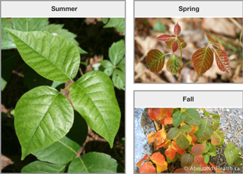 Poison ivy with green leaves in summer, green and red leaves in spring, and a mix of green, yellow and red leaves in fall