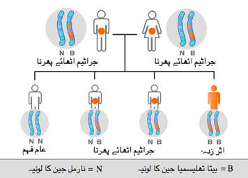 کسی مرد اور عورت کیلئے کروموسوم ڈسٹری بیوشن چارٹ دونوں کے ایک کروموسوم میں بے ٹا تھیلسیمیا جین ہے