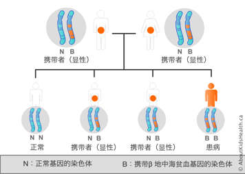 一条染色体中携带贝塔地中海贫血基因的男性和女性染色体分布示例
