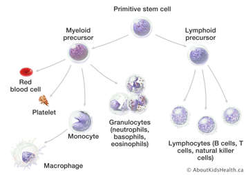 Illustration of blood cell development from primitive stem cell