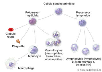 Développement des cellules sanguines de la cellule souche primitive