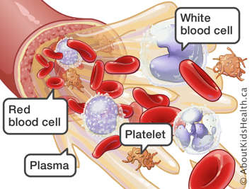 White blood cells, red blood cells, plasma and platelets