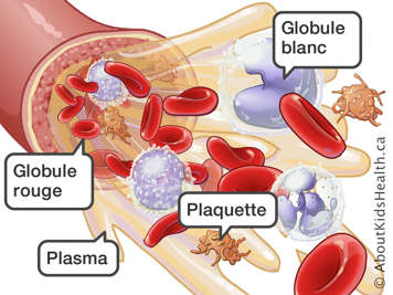 Les globules rouges et blancs, les plaquettes et le plasma