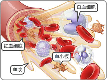 红血细胞、白血细胞、血小板和血浆