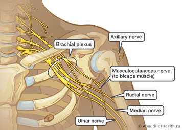 Identification of the brachial plexus, axillary nerve, musculocutaneous nerve, radial nerve and ulnar nerve