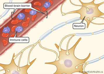 Inside the CNS showing the blood-brain barrier and immune cells in the blood stream
