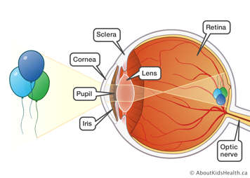 The optic nerve, retina, lens, sclera, cornea, pupil and iris receiving an image of a balloon
