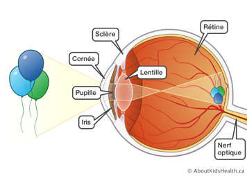 Le nerf optique, la rétine, la lentille, la sclère, la cornée, la pupille et l’iris recevant l’image des ballons