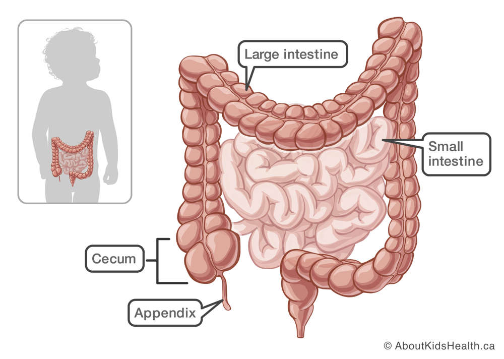 cecum location diagram