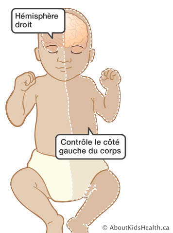 Illustration montrant que l’hémisphère droit du cerveaux d’un bébé contrôle le côté gauche de son corps