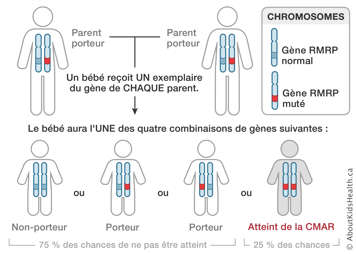 La distribution des chromosomes des parents porteurs