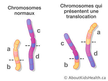 Des chromosomes normaux et des chromosomes qui présentent une translocation