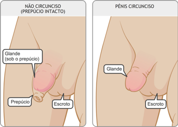 Identificação da glande, prepúcio e escroto de um pénis não circuncisado, e da glande e escroto de um pénis circuncisado