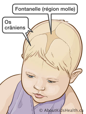 L’emplacement de la fontanelle ou région molle et des os crâniens au sommet de la tête d’un bébé