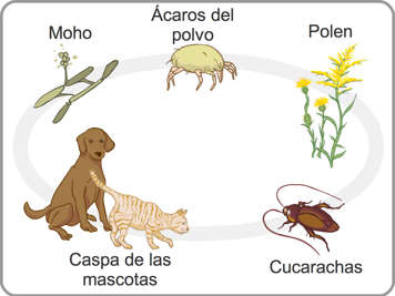 Ilustración mostrando moho, ácaros del polvo, polen, caspa de los animales y cucarachas