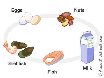 Illustration of eggs, nuts, shellfish, fish and milk
