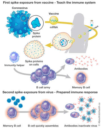 The mRNA vaccines contain a small piece of genetic code from the SARS-CoV-2 virus that will tell the body make the spike protein of the coronavirus. The production of the spike protein causes the immune system to produce antibodies that create immunity against the virus.