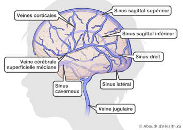 L&rsquo;emplacement des veines et sinus dans le cerveau