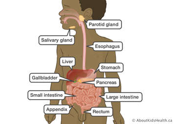 Salivary and parotid glands, esophagus, stomach, pancreas, small and large intestines, rectum, appendix, gallbladder, liver
