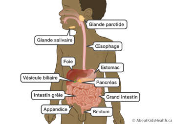 Glandes parotide et salivaire, œsophage, estomac, pancréas, intestins, rectum, appendice, vésicule biliaire, foie
