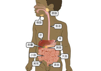 唾液腺和腮腺、食道、胃、胰腺、小肠和大肠、直肠、阑尾、胆囊、肝脏