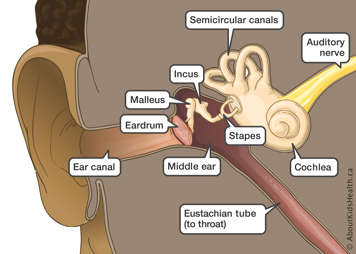 The auditory nerve, semicircular canals, cochlea, stapes, middle ear, Eustachian tube, incus, malleus, eardrum and ear canal