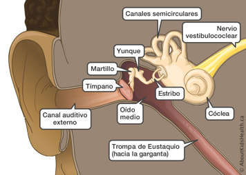 Tímpano y canal auditivo con enrojecimiento y picazón; inflamación e hinchazón de la pared del conducto; y descarga