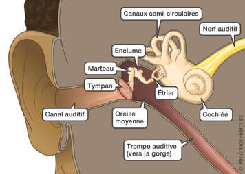 Nerf auditif, canaux semi-circulaires, trompe auditive, oreille moyenne, étrier, enclume, marteau, tympan et canal auditif