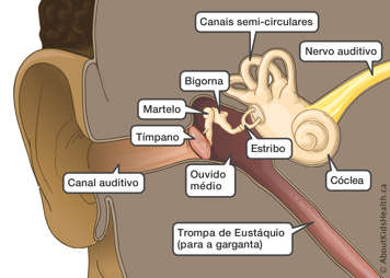 Identificação do tímpano e canal auditivo com vermelhidão e comichão; inflamação e inchaço da parede do canal; e secreção