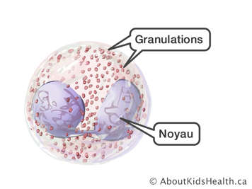 Un globule avec le noyau et les granulations identifiés