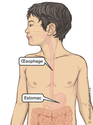 La partie supérieure du corps d’un garçon avec l’œsophage et l’estomac identifiés