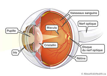 Vue intérieure du globe oculaire avec nomenclature des différentes parties de l’œil