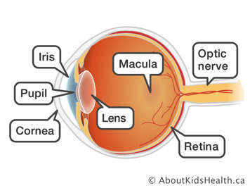 Identification of optic nerve, retina, macula, lens, iris, pupil and cornea