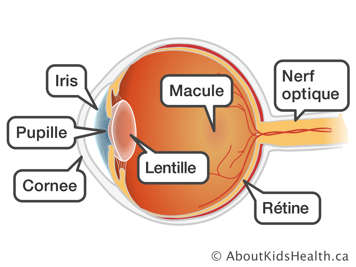 L’emplacement du nerf optique, de la rétine, de la macule, de la lentille, de la cornée, de la pupille et de l’iris