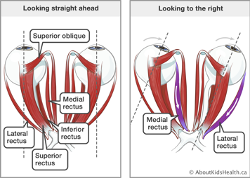The superior oblique, medial rectus, inferior rectus, superior rectus, and lateral rectus muscles in the eyes