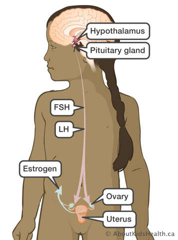 Pituitary gland releases FSH and LH which triggers ovaries to release estrogen
