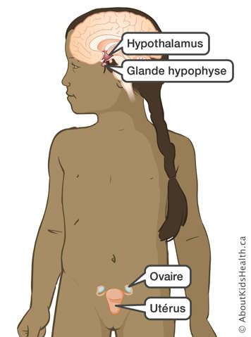 L'hypophyse libère de la FSH et de la LH qui déclenchent la libération d'œstrogène par les ovaires