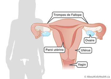Identification du vagin, de l'utérus, de l'ovaire, de la paroi utérine et des trompes de Fallope