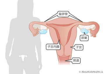 阴道、子宫、子宫内膜、卵巢和输卵管示意图