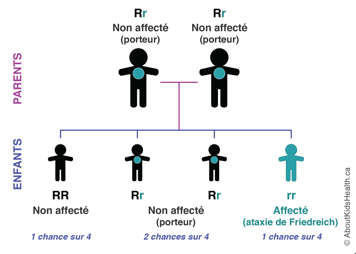 Inheritance pattern of two parents who are carriers of Friedreich ataxia, producing three possible combinations