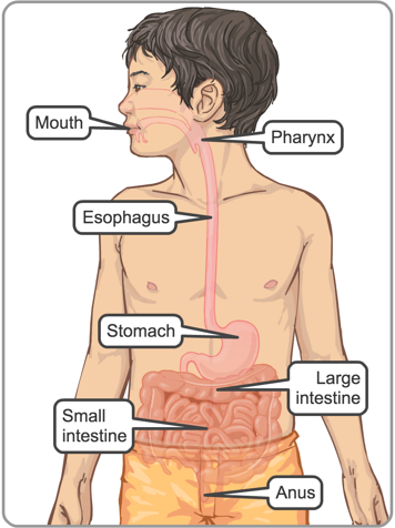 Location of mouth, pharynx, esophagus, stomach, large intestine, small intestine and anus
