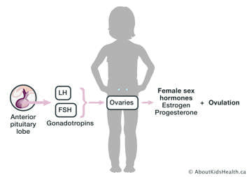 anterior pituitary lobe produces LH and FSH signals ovaries to produce female sex hormones and ovulation