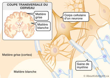 Coupe transversale du cerveau avec matières grise et blanche, corps cellulaire d’un neurone et gaine de myéline identifiés